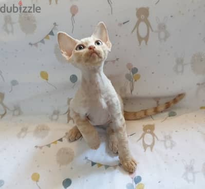 Whatsapp me +96555207281 Devon Rex kittens for sale