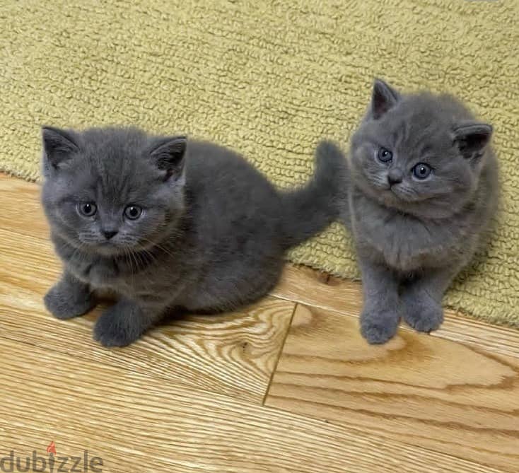 Whatsapp me +96555207281 British Shorthair kittens for sale 0