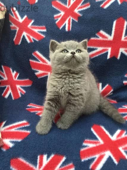 Whatsapp me +96555207281 British Shorthair kittens for sale 2