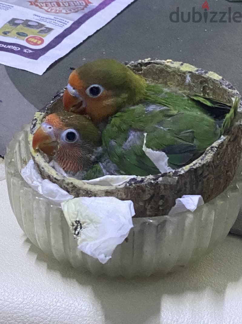 Fischer love bird babies 4