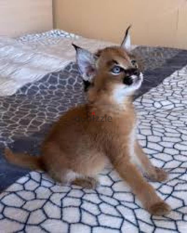 Whatsapp me +96555207281 Caracal cats for sale 2