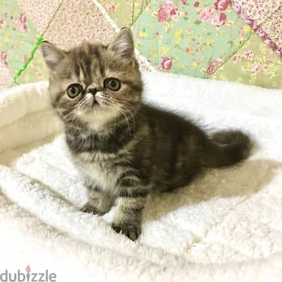 Whatsapp me +96555207281 Nice Exotic Shorthair kittens for sale