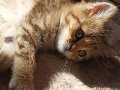 male kitten british tabby