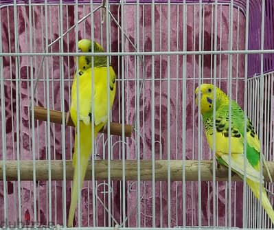 2 budgies for sale in abbasiya.