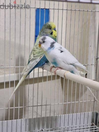 Love birds sale