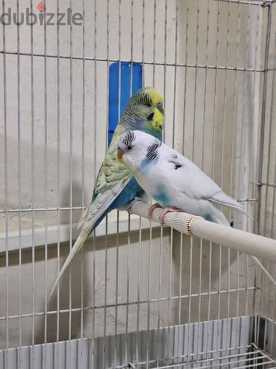 2 love birds and big cage for sale