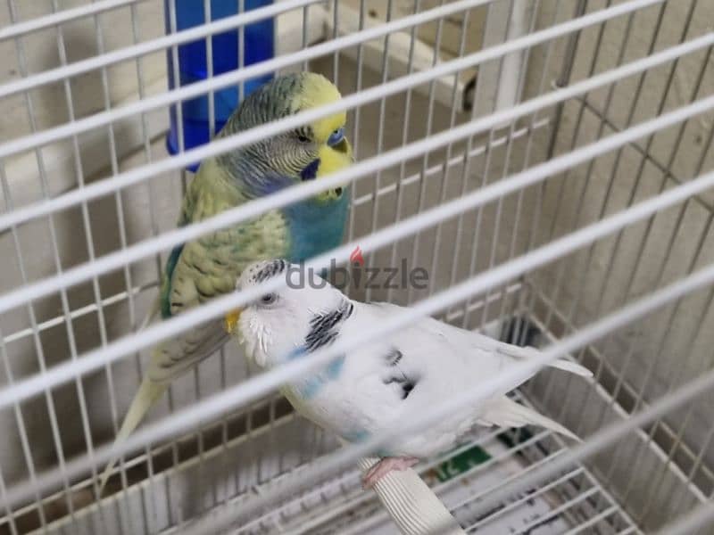 2 love birds and big cage for sale 1