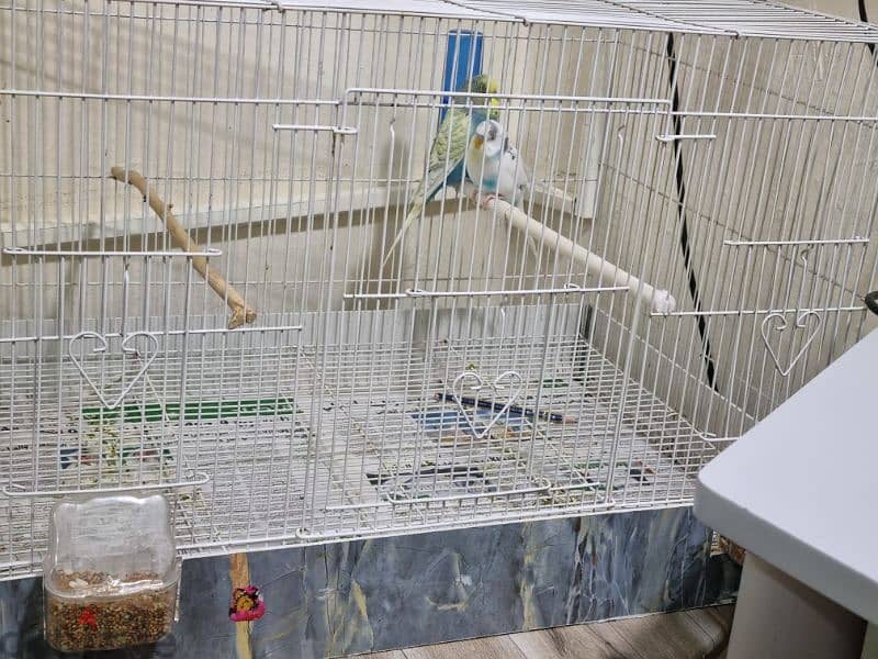 2 love birds and big cage for sale 2