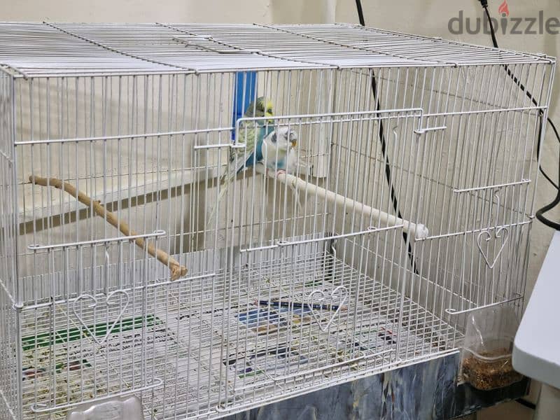 2 love birds and big cage for sale 3