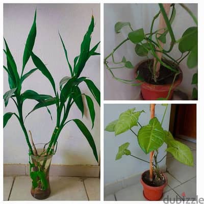 indoor plants with pot and vase  for home decor with extra 3 pots