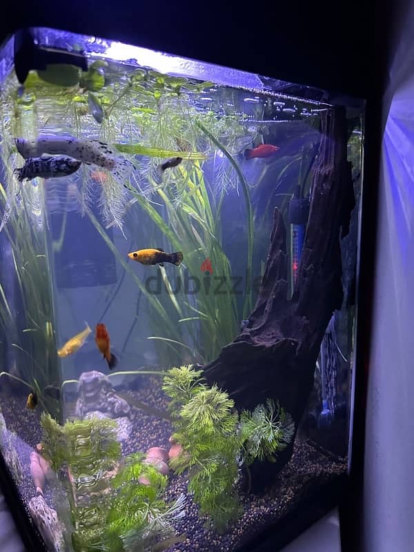 fish tank for sale 1