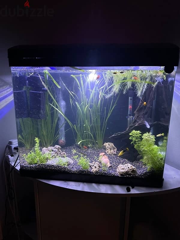 fish tank for sale 3