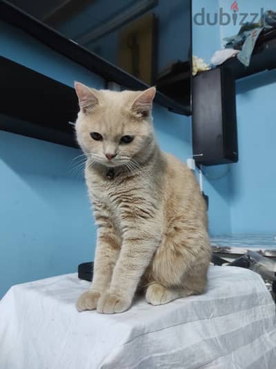 CAT AVAILABLE urgent sale