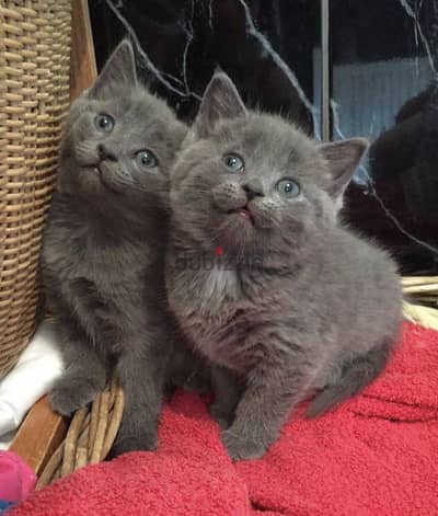 RUSSIAN BLUE KITTENS FOR ADOPTION