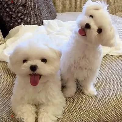 Lovely Maltese Puppies For Adoption