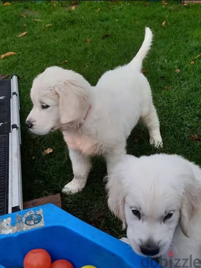 Golden Retriever puppies in cream