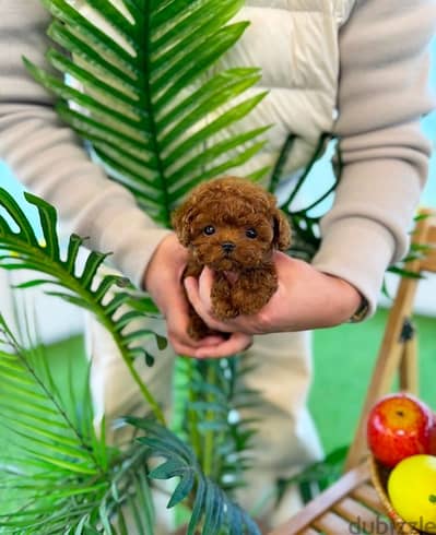 Poodle puppies for sale