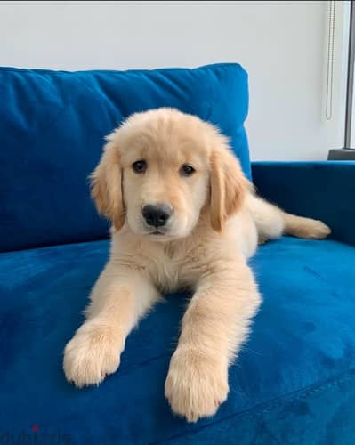 Golden retriever puppy for sale