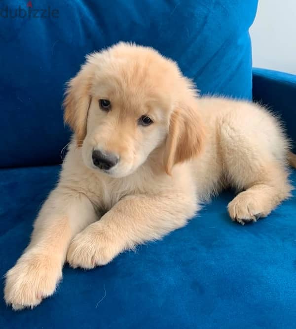 Golden retriever puppy for sale 1