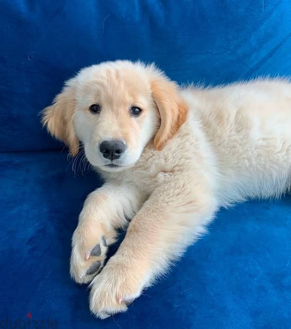 Golden retriever puppy for sale 2