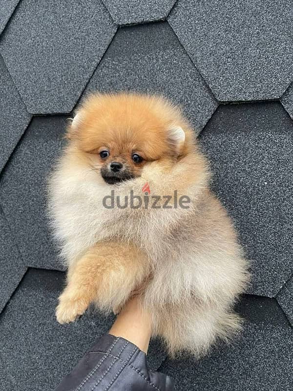 Male Pomeranian for sale  WhatsApp me ‪ +1 (484) 718‑9164‬ 0