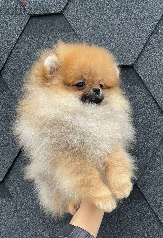 Male Pomeranian for sale  WhatsApp me ‪ +1 (484) 718‑9164‬ 1