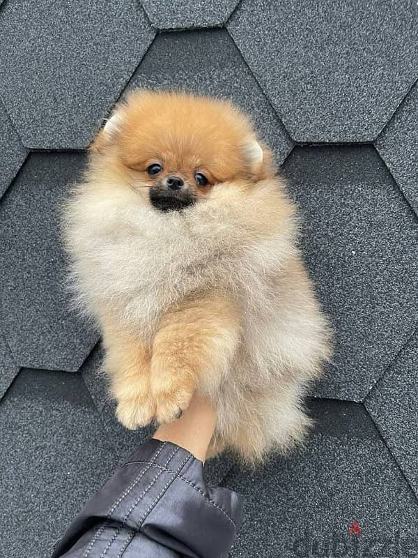 Male Pomeranian for sale  WhatsApp me ‪ +1 (484) 718‑9164‬ 2