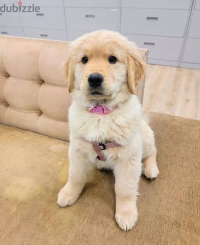 Golden retriever for sale  WhatsApp me ‪ +1 (484) 718‑9164‬