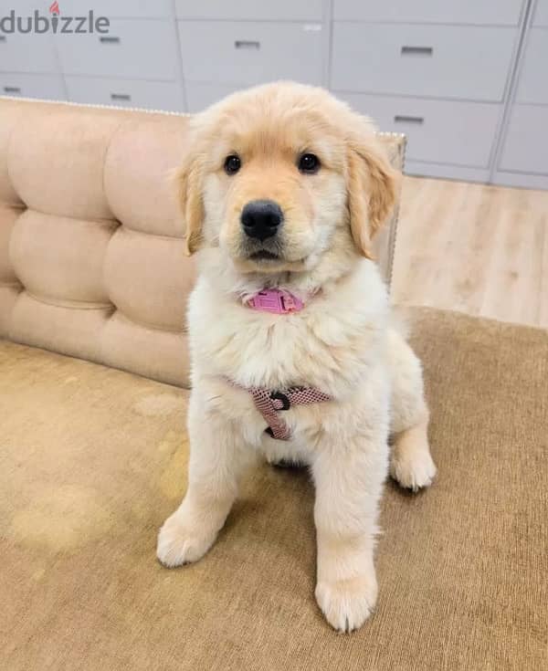 Golden retriever for sale  WhatsApp me ‪ +1 (484) 718‑9164‬ 0