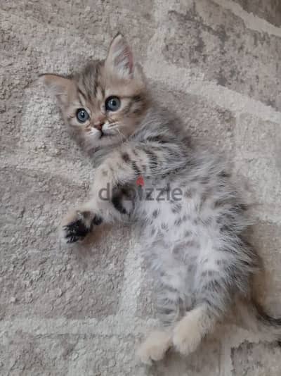 male british kitten for sale