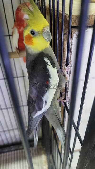 abino and grey male cockateils for sale