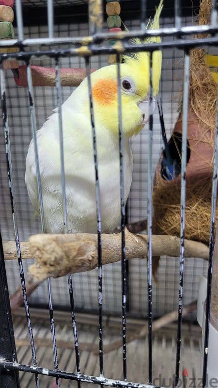 abino and grey male cockateils for sale 1