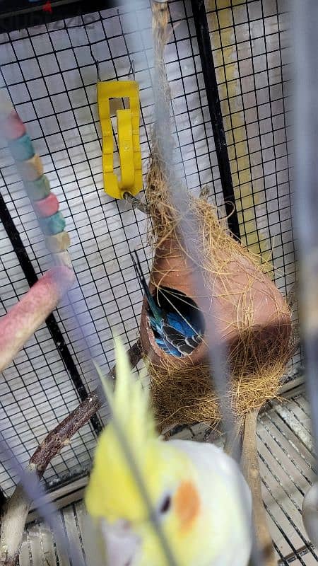 abino and grey male cockateils for sale 2