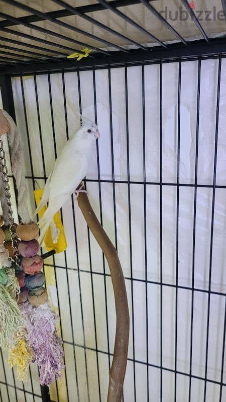 white male cockateil for sale 0