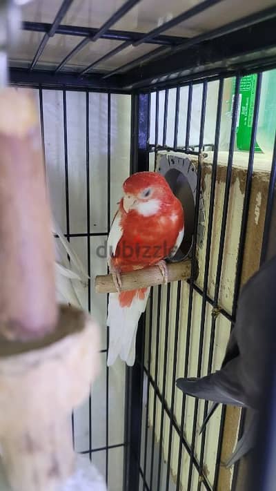 Rosella female for sale