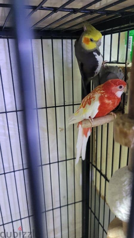 Rosella female for sale 1