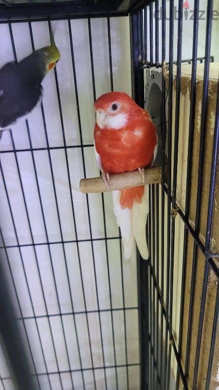 Rosella female for sale 2