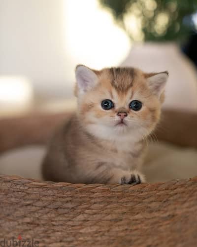 Munchkin Kitten