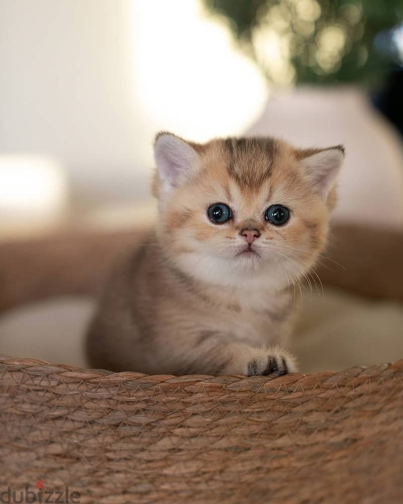 Munchkin Kitten 0