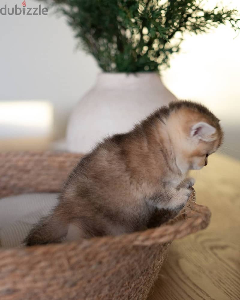 Munchkin Kitten 1