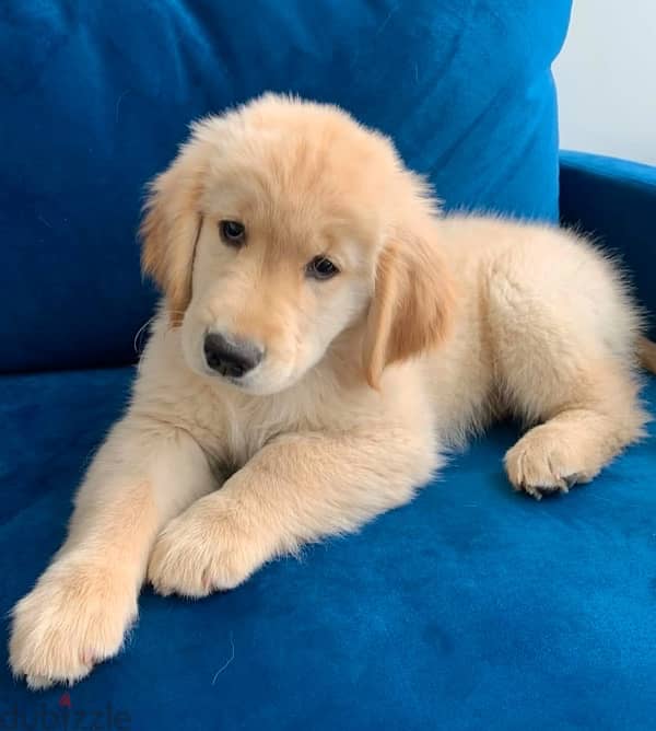 Golden retriever for sale 1