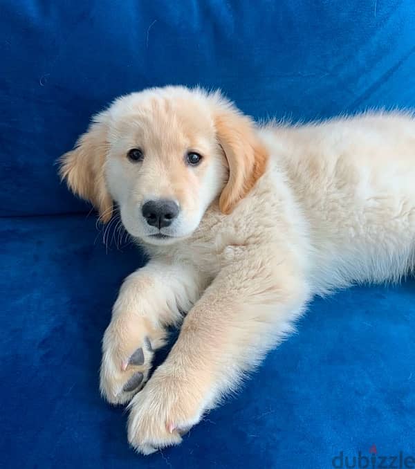 Golden retriever for sale 2