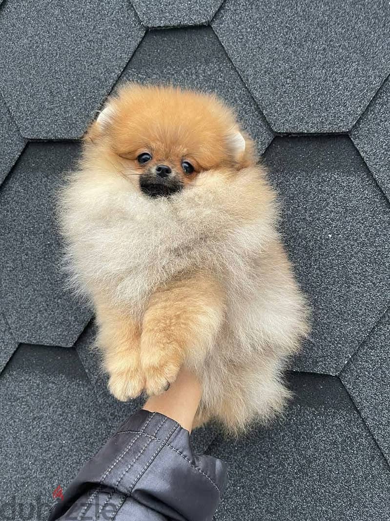 Whatsapp me +14847189164‬ Tcup Pomeranian for same 0