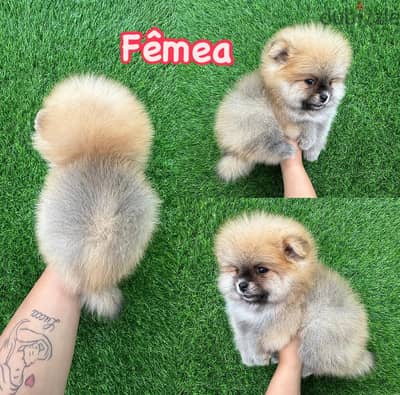 Whatsapp me +14847189164‬ Tcup Pomeranian for same