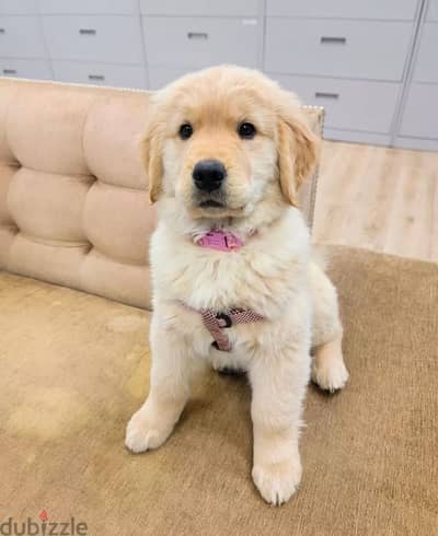 Whatsapp me  +19087684279‬ Golden retriever for sale