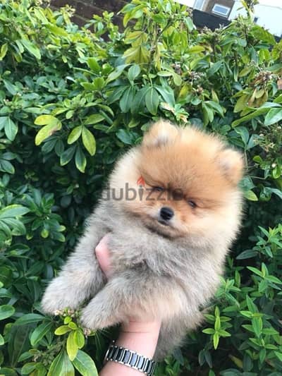 Whatsapp me  +19087684279‬ Tcup Pomeranian for sale