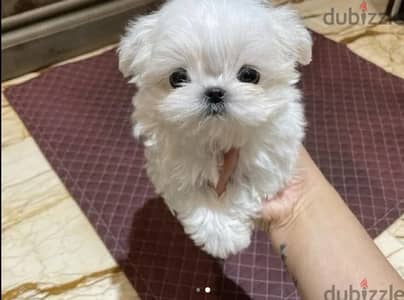 Whatsapp me +14847189164‬ Tcup Maltese  for sale