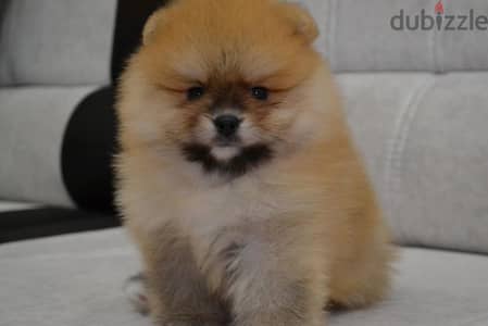 Whatsapp me +14847189164‬ Tcup Pomeranian for sale