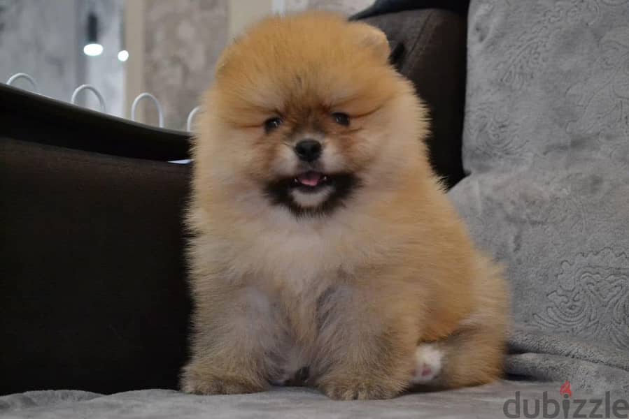 Whatsapp me +14847189164‬ Tcup Pomeranian for sale 1