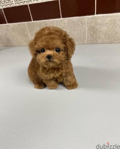 Whatsapp me +14847189164‬ Tcup poodle  for sale